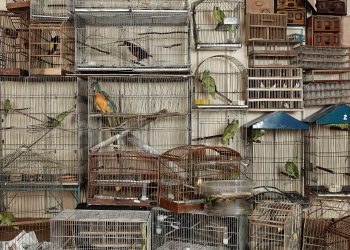 Vik Muniz, Bob Wolfenson e Rosangela Rennó expõem na Bibliothèque Nationale de France