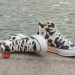 Converse e Kenzo apresentam Chuck 70 com pegada retrô