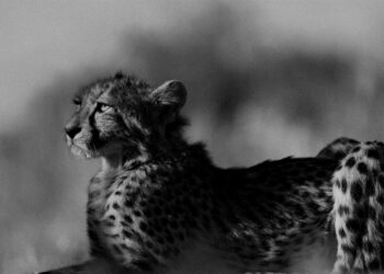 J.Boggo+ convida Leo Cavazzana para mostra de fotografias da Namíbia