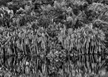 Exposição revisita imagens da floresta ao longo de dois séculos