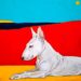 Dolores Esos transforma cães em ícones na mostra “Dogs Are Gods”