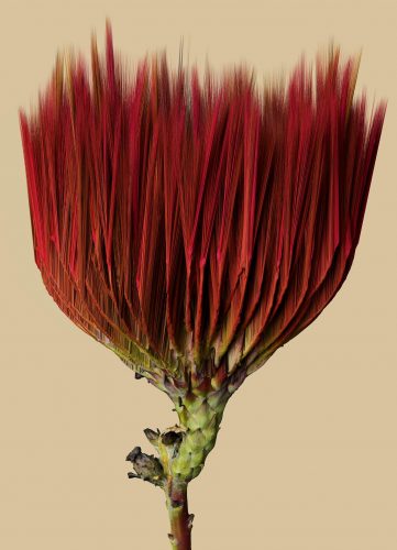Exibição Flora Incognita - Foto: Divulgação